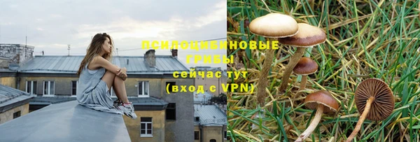 сатива Аркадак